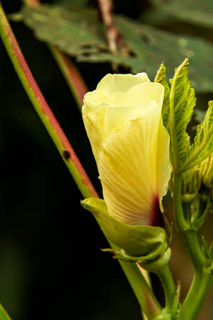 The newly emerging lilies were very close to the top of the tree.