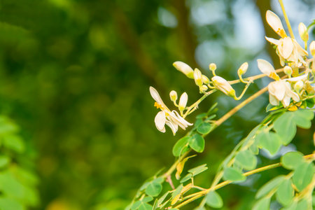 Moringa flowers blooming, revealing yellow pollen.の写真素材