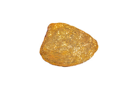 The centuries-old rock shells that were unearthed often show the typical appearance of the mollusk.の写真素材