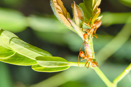 Red ants were perched on the tip of a tree and were bumping into their heads.