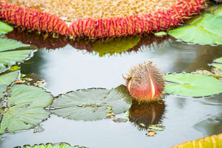 The flowers of Bua Kradeng have thorns around the calyx while it has not yet blossomed.の写真素材