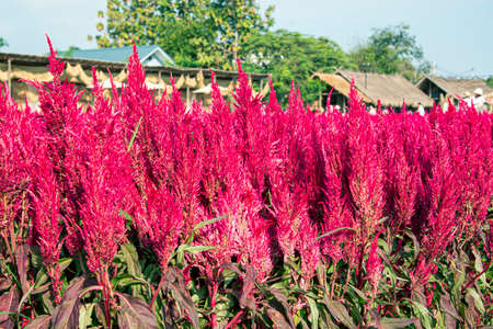 The chicken sarong is a flower that does not have a scent, but is a very bright and beautiful...
