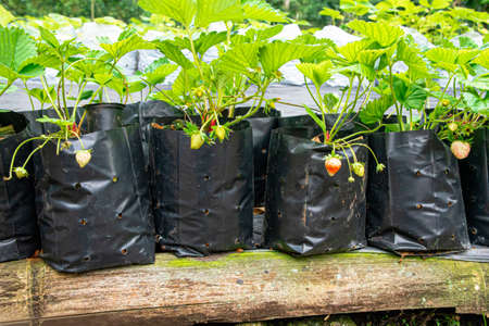 Strawberry is an annual plant that prefers cold climates and only produces yields in cooler climates.の写真素材