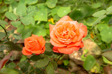 The rose is a beautiful and fragrant flower, but its stalks are sharp thorns.の写真素材