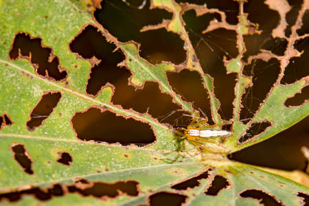The spider was camouflaging itself by standing still.