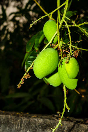 The mango that has almost been harvested has been sold.の写真素材