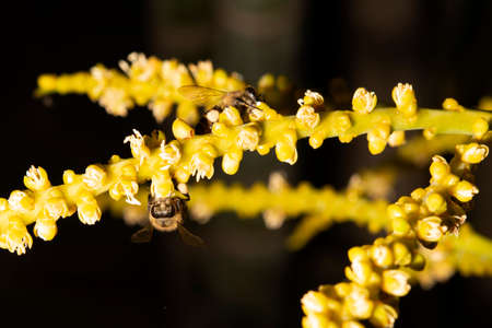 The bees sucked nectar from the flowers it was perched without any other insects coming close to it.の写真素材