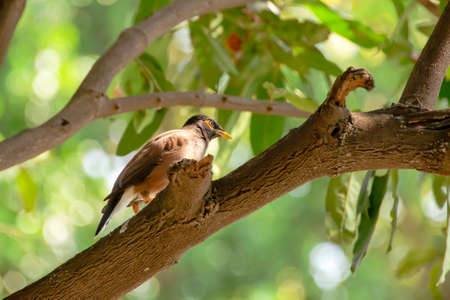 The gong is resting by hiding in the shade of the tree.