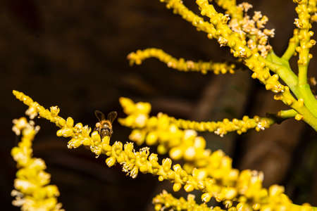 The bees sucked nectar from the flowers it was perched without any other insects coming close to it.の写真素材