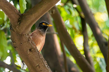 The gong is resting by hiding in the shade of the tree.の写真素材