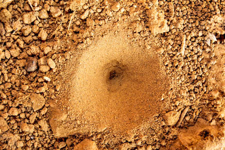 Small sand holes are very dangerous for small insects that fall.の写真素材