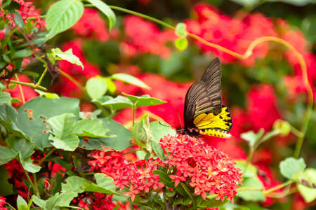 The butterfly flew to catch with the flower to use its tentacles to penetrate into the flowers to suck the nectar.の写真素材