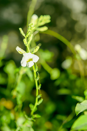 The pollen of a yellow flower that has already bloomed in the periphery in the middle has not yet bloomed.の写真素材