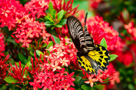 The butterfly flew to catch with the flower to use its tentacles to penetrate into the flowers to...