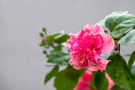 The red hibiscus flower has many layers of intricate petals.の写真素材
