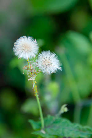 The mature dove lettuce flowers are ready to grow and are waiting for the wind to carry them to...