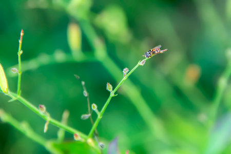 A bee is perched on the tip of the paniculata to rest.の写真素材