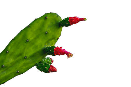 The flowers of the blooming cactus make it possible to see the stamens hidden within.の写真素材