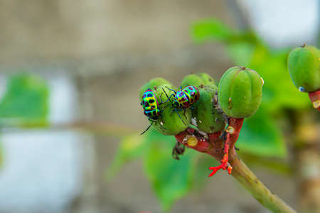 Plants are often attacked by insects to steal food from them without being able to defend themselves.の写真素材