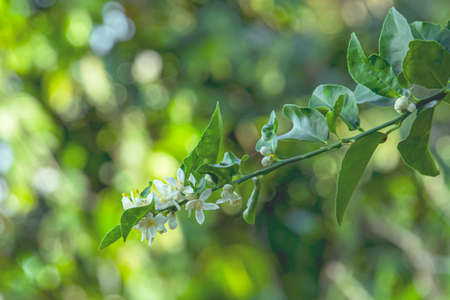 The lemon blossoms are blooming, waiting for insects to come and help pollinate them.