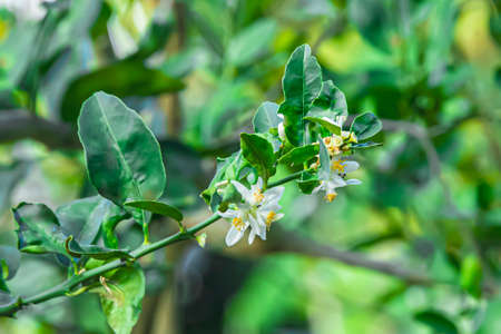 The lemon blossoms are blooming, waiting for insects to come and help pollinate them.の写真素材