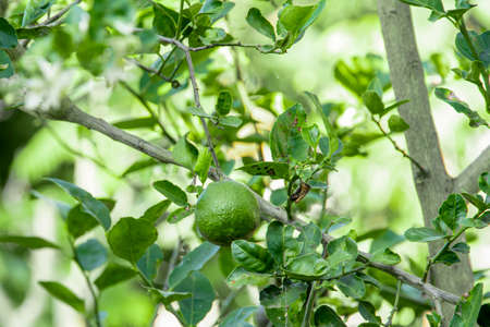 Lemon is a popular fruit as a beverage for health care use as it contains vitamin C.の写真素材