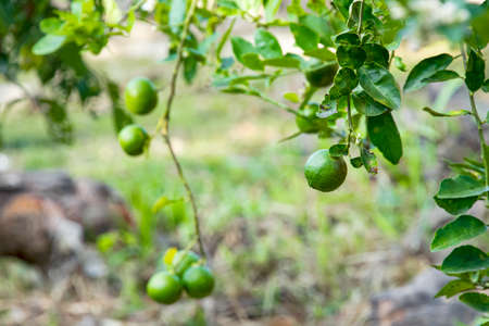 Lemon is a popular fruit as a beverage for health care use as it contains vitamin C.