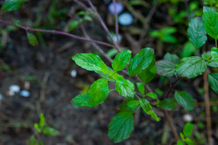Young basil leaves are popular as a food ingredient for their aroma and spiciness.