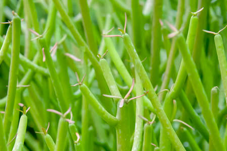 The leafless sage is a plant with very small leaves that when viewed from a distance, it is as...