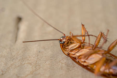 Cockroaches are animals that accumulate many pathogens in their bodies.の写真素材
