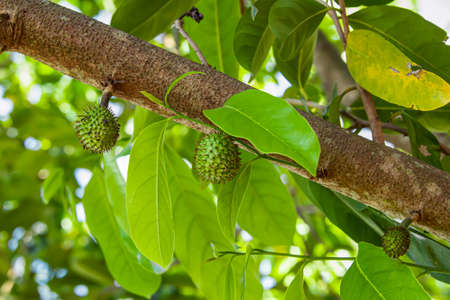 Durian juice is a fruit that has nutritional value and is a medicinal herb as well.の写真素材