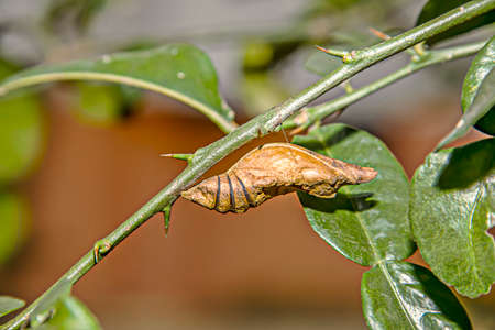 Pupa attached to a leaf waiting for the perfect body, so it is out of the chrysalis.の写真素材