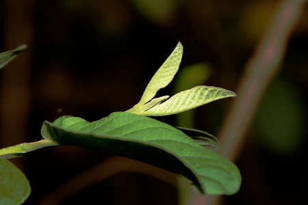 The leaves of the guava tree, which, if observed well, will see small hairs covering the entire...