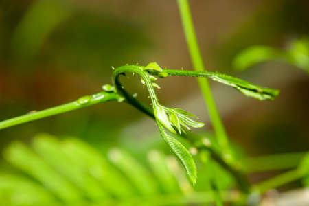 The tip of the tree is still small.の写真素材