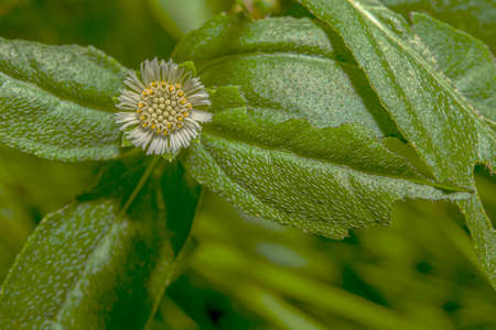The blossoming grass is pollinated by the various insects that fly towards it.の写真素材