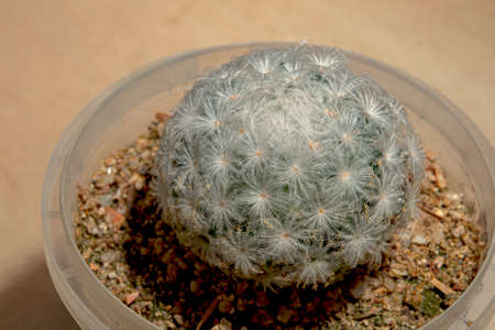 Cactus is a plant that is popularly grown for its beauty because it is easy to care for.の写真素材
