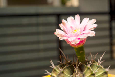 Cactus is a plant that is popularly grown for its beauty because it is easy to care for.の写真素材