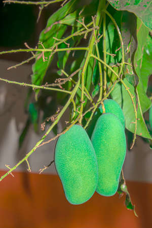 Observed that the use of chemicals or pesticides. We see an insect that lives in the area or not.の写真素材