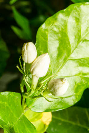 Jasmine is a small but very fragrant flower.の写真素材