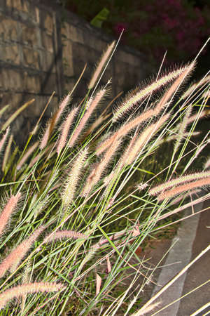 The blossoming grass is pollinated by the various insects that fly towards it.の写真素材