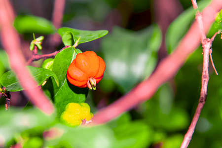 Red gooseberry is a seasonal fruit, the ripe fruit is sweet and fragrant.の写真素材