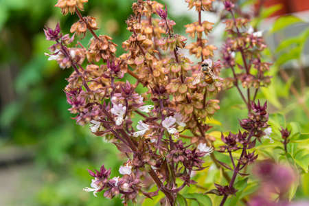 The bees sucked nectar from the flowers it was perched without any other insects coming close to it.の写真素材