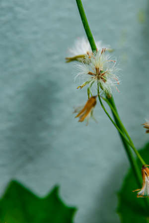 The grass has been pollinated for a while and it will become a seed that is ready to grow by relying on the wind to carry it away.の写真素材