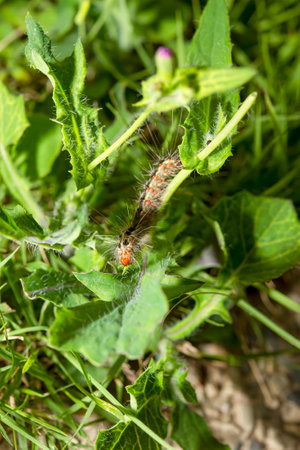 Hairy caterpillars cling to the leaves.の写真素材