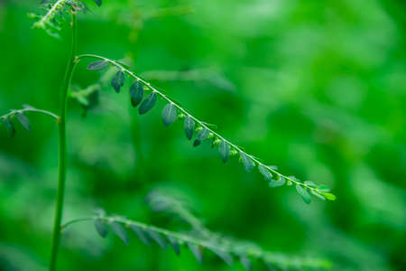 The seeds of the young plants under the leaf are arranged along the stem of the leaf, with the offspring closest to the stem growing first.の写真素材
