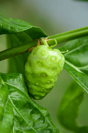 The flowers are so small that the pollen is even smaller, which is generally not easily seen by anyone.の写真素材