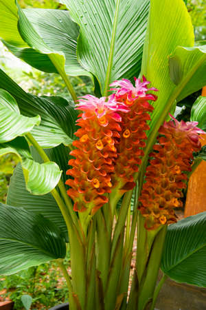 Blooming turmeric blossoms show off its pollen.の写真素材