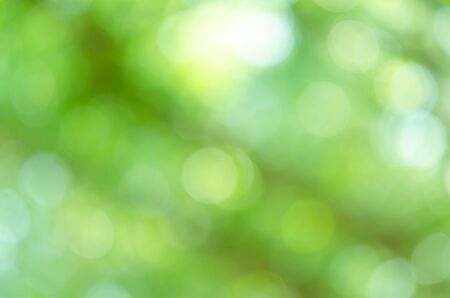 Blurred green Bokeh natural tree in parks with bight sunlightの写真素材