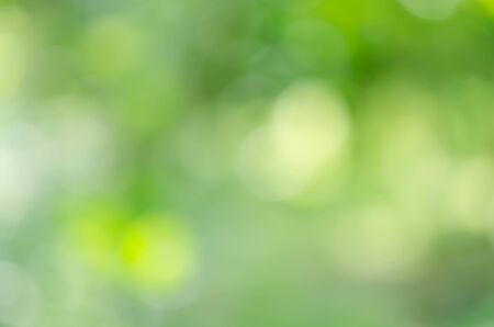 green bokeh from treeの写真素材