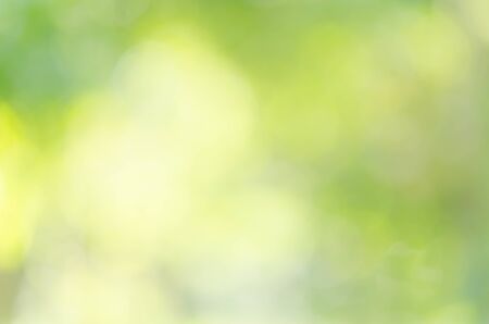 green bokeh from treeの写真素材